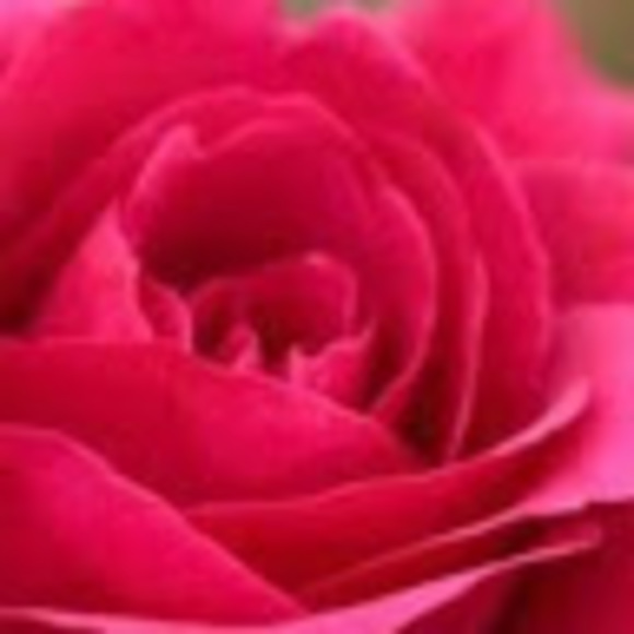 Meet your Posher, Em - Picture 1 of 1